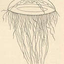 Laodicea undulata (Forbes & Goodsir 1853) resmi