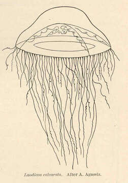 Image of Laodiceidae Agassiz 1862
