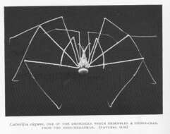 Image of Latreillia P. Roux 1830