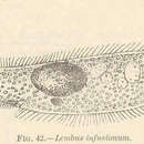 Image of <i>Lembus infusionum</i> Calkins 1903