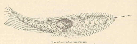 Image of Philasterida