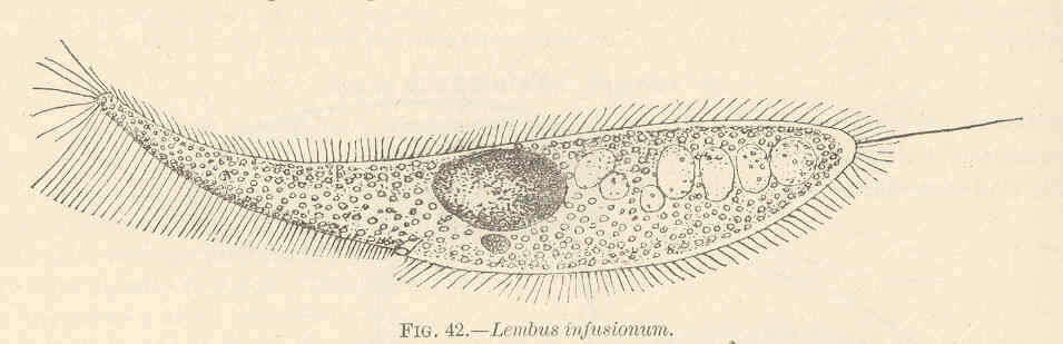 Image of Oligohymenophorea