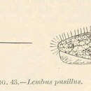 Image de Pseudocohnilembus pusillus (Quennerstedt 1869) Foissner & Wilbert 1981