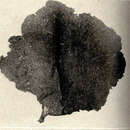 Image of Leptogorgia Milne Edwards 1857
