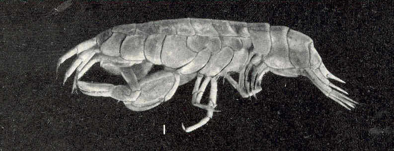 Imagem de Leucothoidea Dana 1852