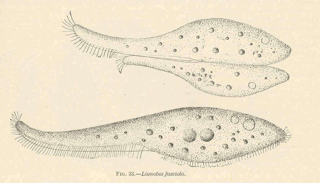 Image of Litostomatea