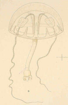 Image of Trachymedusae Haeckel 1866