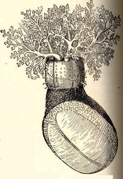 Imagem de Psolidae Burmeister 1837