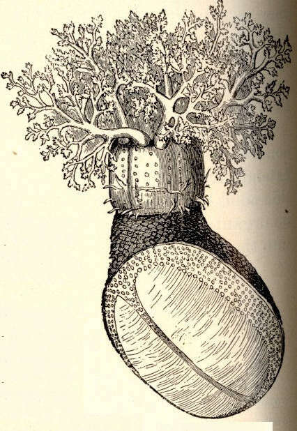 Image of Dendrochirotida Grube 1840