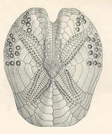Image of Spatangoida L. Agassiz 1840