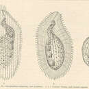 Image of Loxophyllum setigerum Quennerstedt 1867
