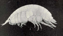 Image of Lysianassidae Dana 1849
