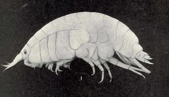 Image of Lysianopsis Holmes 1903