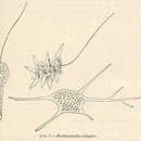 Image of Mastigamoeba simplex