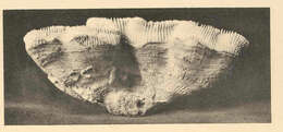 Image de Meandrinidae Gray 1847