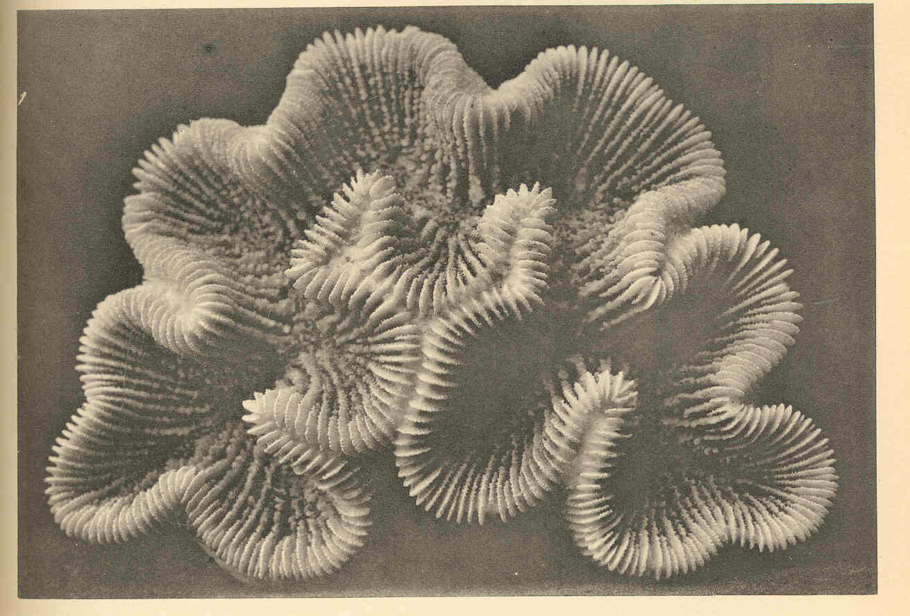 Image de Meandrinidae Gray 1847