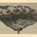 Plancia ëd Meandrina danae (Milne Edwards & Haime 1848)