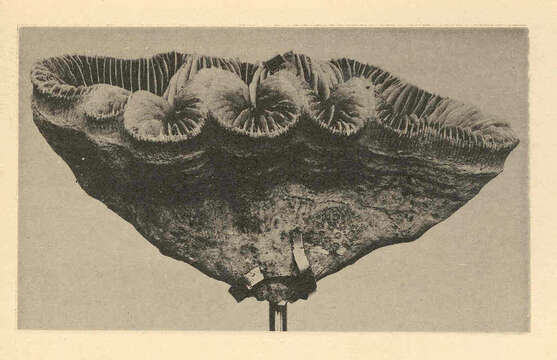 Image of Meandrina Lamarck 1801