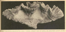 Sivun Meandrina Lamarck 1801 kuva