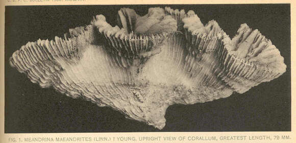 Image of Meandrina Lamarck 1801