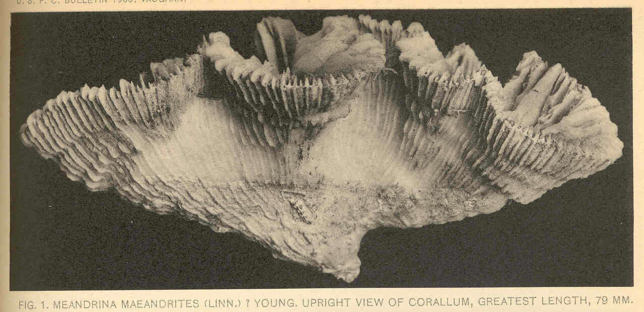 Image of Meandrina Lamarck 1801