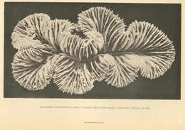 Sivun Meandrina Lamarck 1801 kuva