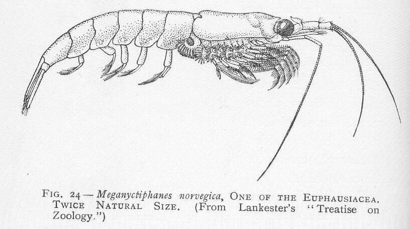 Plancia ëd Meganyctiphanes Holt & Tattersall 1905