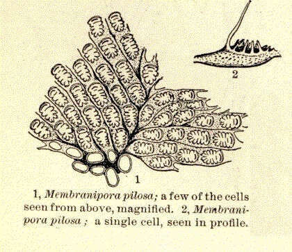 Image de Membraniporidae Busk 1852