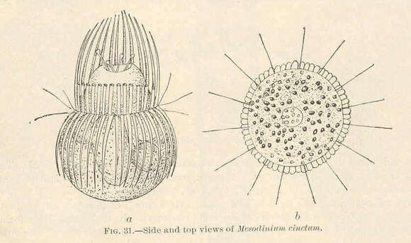 Image of Litostomatea