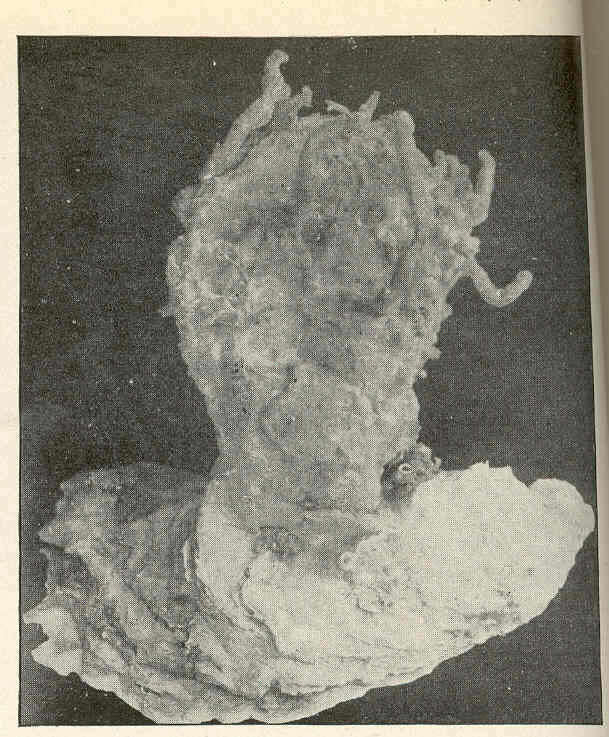Image of Poecilosclerida Topsent 1928