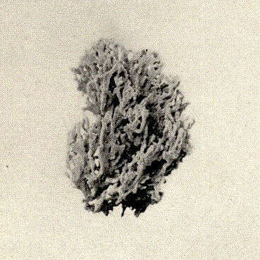 Image of microcionids