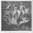 Слика од Millepora alcicornis Linnaeus 1758