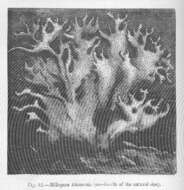 Image of Milleporidae Fleming 1828