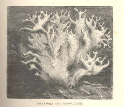 Image of Milleporidae Fleming 1828