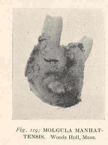 Sivun Molgulidae Lacaze-Duthiers 1877 kuva