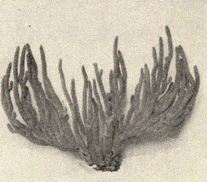 Image of Plexauridae Gray 1859