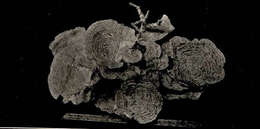 Image of <i>Mycedium fragile</i>