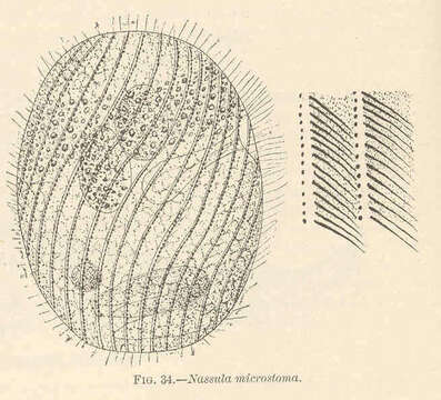 Image of Nassophorea