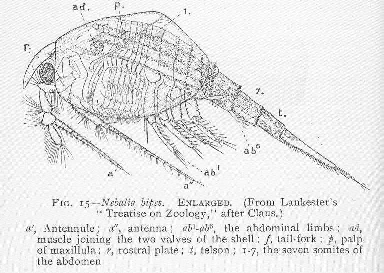 Image de Phyllocarida Packard 1879