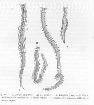 Plancia ëd Nereididae