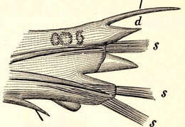 Nereididae resmi