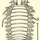 Plancia ëd Alitta succinea (Leuckart 1847)