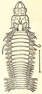 Sivun Nereididae kuva
