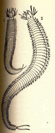 Image of ragworms