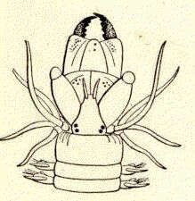 Image de Nereididae