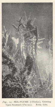 Image of Campanulariidae Johnston 1836