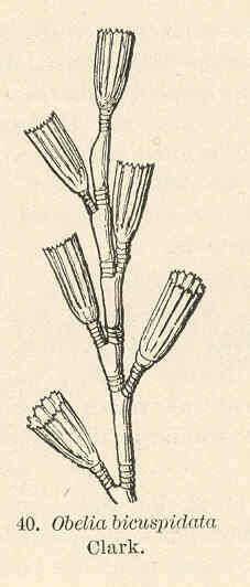 Imagem de Campanulariidae Johnston 1836