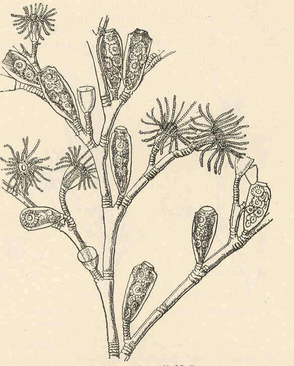 Слика од Campanulariidae Johnston 1836