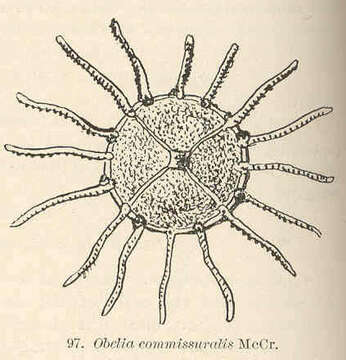 Image of Campanulariidae Johnston 1836