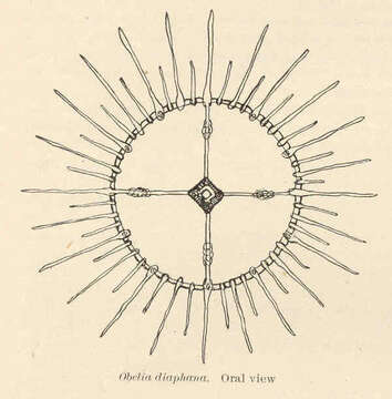 Imagem de Campanulariidae Johnston 1836